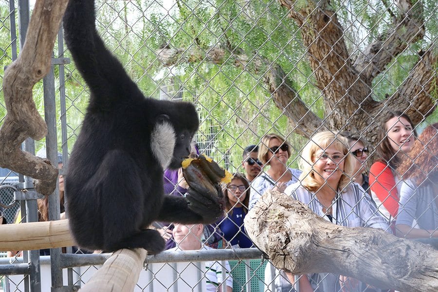 A gibbon enjoys a Thanks-Gibbon meal as attendees for the event watch at the Gibbon Conservation Center in Santa Clarita on Saturday. Nikolas Samuels/The Signal