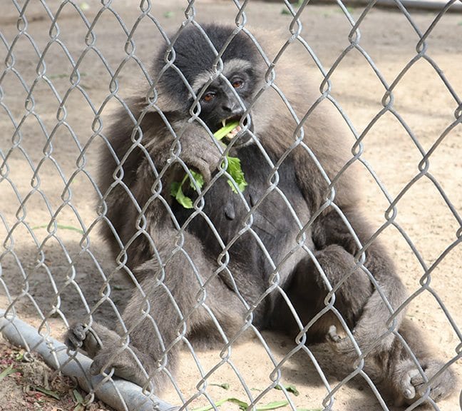 A gibbon eats vegetables as part of the Thanks-Gibbon event at the Gibbon Conservation Center in Santa Clarita on Saturday, Nov. 12, 2016. Nikolas Samuels/The Signal